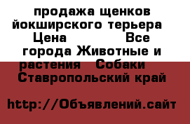 продажа щенков йокширского терьера › Цена ­ 25 000 - Все города Животные и растения » Собаки   . Ставропольский край